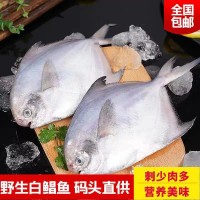 自家漁船捕撈東海舟山新鮮鯧魚大白鯧魚扁平魚海捕銀鯧魚海鮮水產